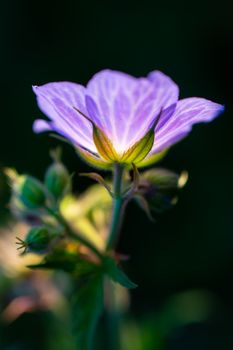 Vibrant purple wild flower in backlit evening light