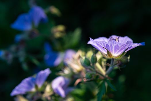 Vibrant purple wild flower in backlit evening light