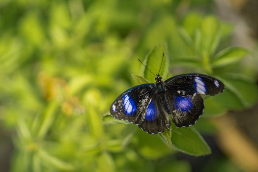 Black butterfly with blue eyespots resting on a plant