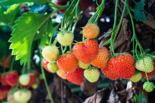 Fresh strawberries seen in a strawberry farm