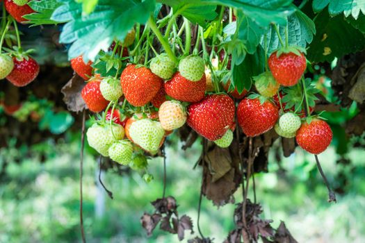 Fresh strawberries seen in a strawberry farm