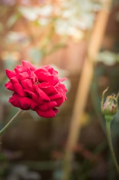 Roses in the garden, Roses are beautiful with a beautiful sunny day.