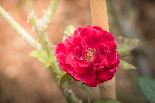 Roses in the garden, Roses are beautiful with a beautiful sunny day.