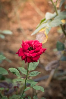 Roses in the garden, Roses are beautiful with a beautiful sunny day.