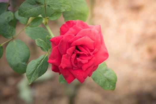 Roses in the garden, Roses are beautiful with a beautiful sunny day.