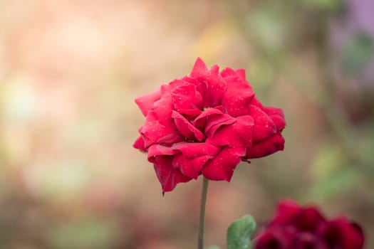 Roses in the garden, Roses are beautiful with a beautiful sunny day.