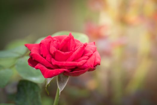 Roses in the garden, Roses are beautiful with a beautiful sunny day.