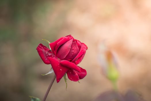 Roses in the garden, Roses are beautiful with a beautiful sunny day.