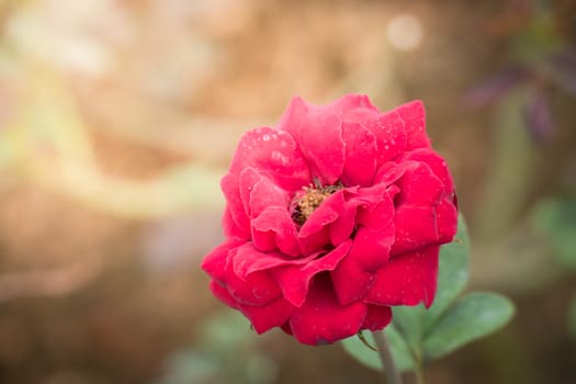 Roses in the garden, Roses are beautiful with a beautiful sunny day.