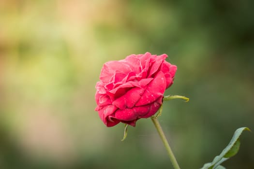 Roses in the garden, Roses are beautiful with a beautiful sunny day.