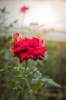 Roses in the garden, Roses are beautiful with a beautiful sunny day.