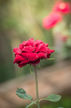 Roses in the garden, Roses are beautiful with a beautiful sunny day.