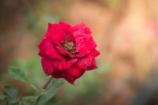 Roses in the garden, Roses are beautiful with a beautiful sunny day.