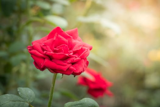 Roses in the garden, Roses are beautiful with a beautiful sunny day.