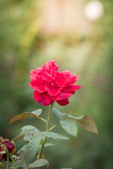 Roses in the garden, Roses are beautiful with a beautiful sunny day.