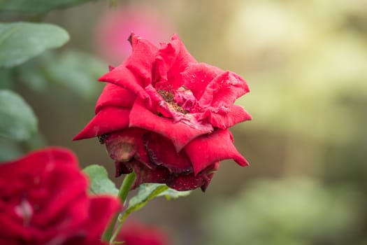 Roses in the garden, Roses are beautiful with a beautiful sunny day.