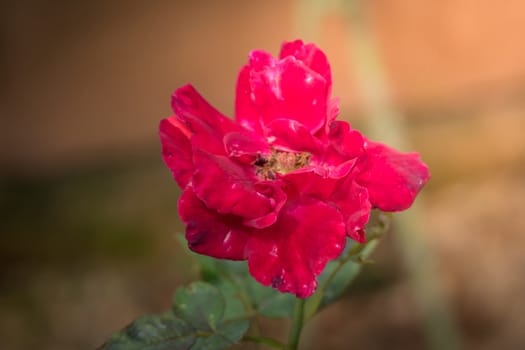 Roses in the garden, Roses are beautiful with a beautiful sunny day.