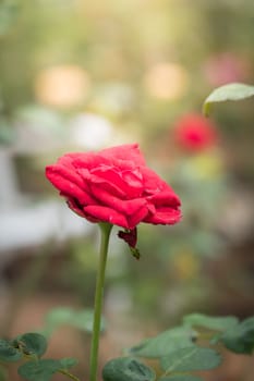 Roses in the garden, Roses are beautiful with a beautiful sunny day.