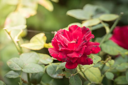 Roses in the garden, Roses are beautiful with a beautiful sunny day.