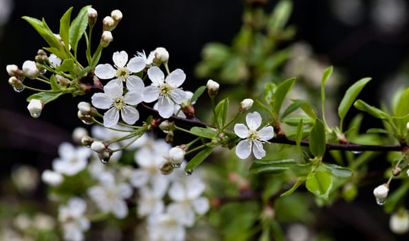 just bloomed cherry flowers on blurred natural green background