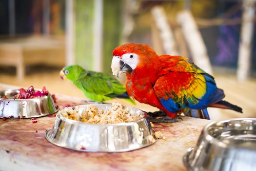 Ara parrot eating a meal