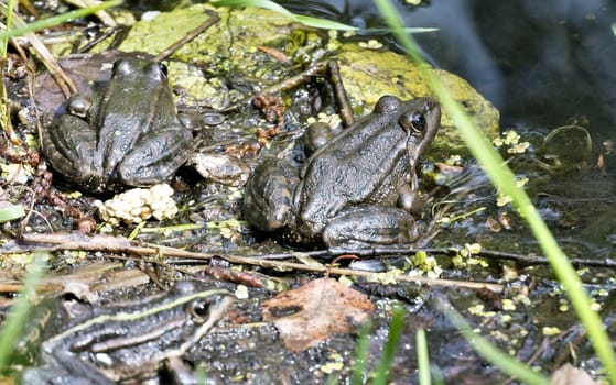 frogs bask in the sun on the pond after hibernation