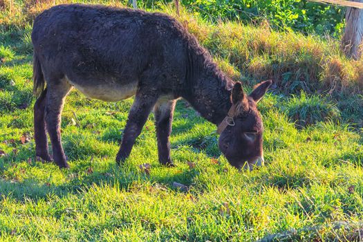 Donkeys on a mountain meadow in the Alps while grazing