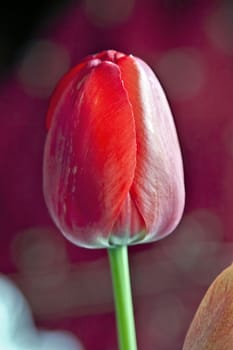 red Tulip Bud on a red background, soft focus