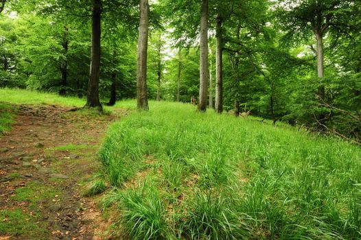 Forest path with fresh spring grass and tribes