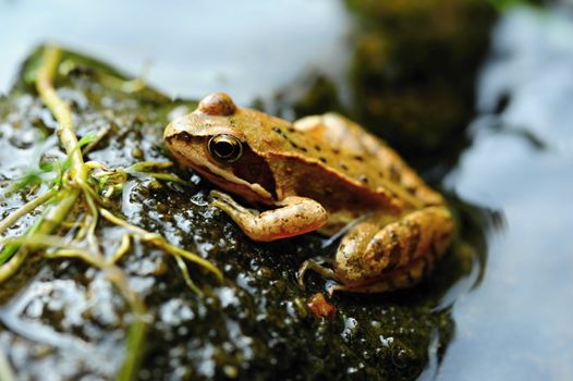 Beautiful little brown frog lying by the river