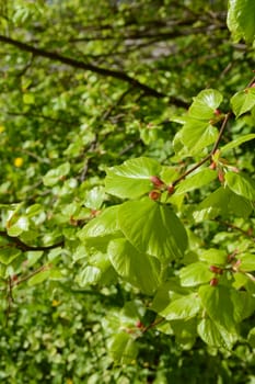 Branch of fresh green leaves of a lime tree in spring sunlight