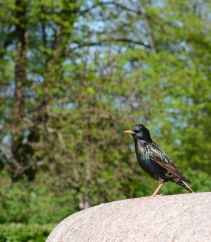 Starling with brightly coloured feathers stands on stone ledge in a park. The bird's iridescent plumage shines purple, green and yellow in the sunlight.