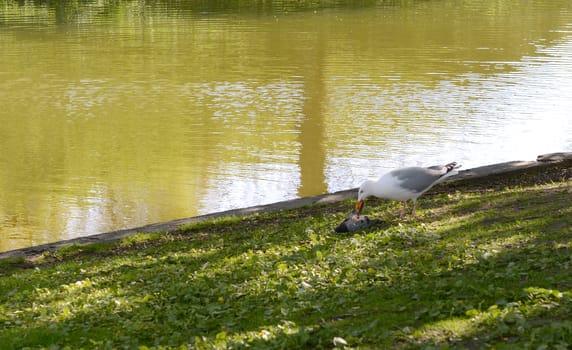 Large gull with a bloody beak eats a dead pigeon on the grass, next to the green water of Snelli Tiik pond