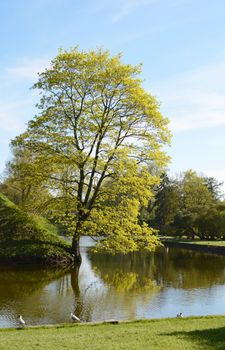 Tall tree grows on the bank of a pond in Tallinn, Estonia. Terns stand at the water's edge on a sunny spring day.