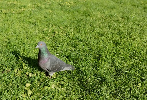 Common pigeon, or rock dove, stands in sunlight on green grass with copy space