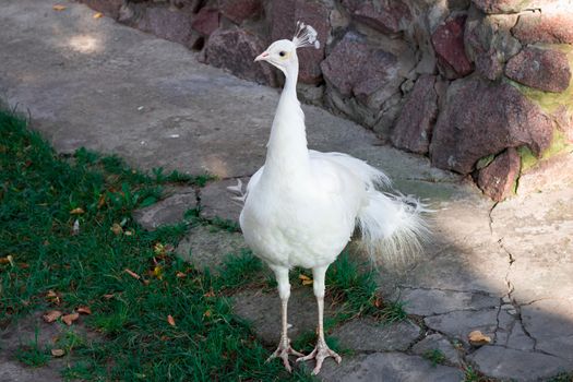Snow-white bird peafowl peahen with crown walks on ground in zoo