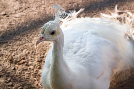 Close-up portrait of snow-white bird peafowl peahen with feather crown on head