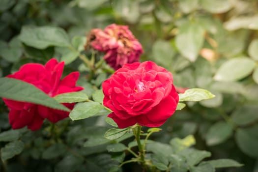 Roses in the garden, Roses are beautiful with a beautiful sunny day.