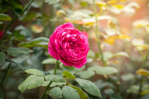 Roses in the garden, Roses are beautiful with a beautiful sunny day.