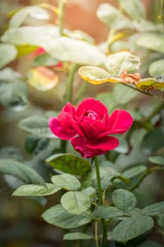 Roses in the garden, Roses are beautiful with a beautiful sunny day.