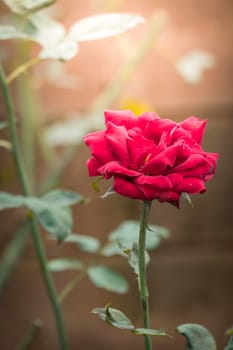 Roses in the garden, Roses are beautiful with a beautiful sunny day.