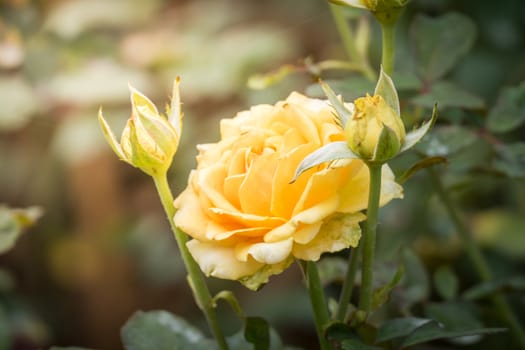 Roses in the garden, Roses are beautiful with a beautiful sunny day.