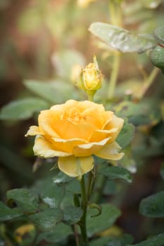 Roses in the garden, Roses are beautiful with a beautiful sunny day.