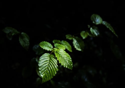 Dark green wet foliage after rain, leafs on branch, close up, selective focus, low key greenery on dark background