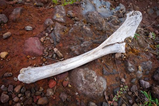 Horse bone on easter island, pacific ocean, Chile