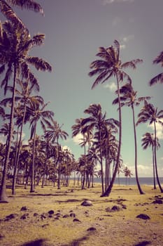 Palm trees on Anakena beach, easter island, Chile
