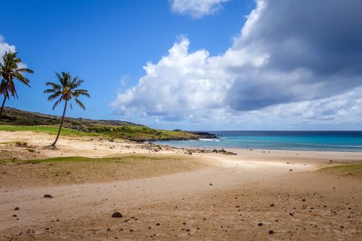 Palm trees on Anakena beach, easter island, Chile