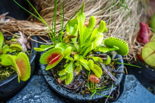 Venus flytrap close-up. Carnivorous plant