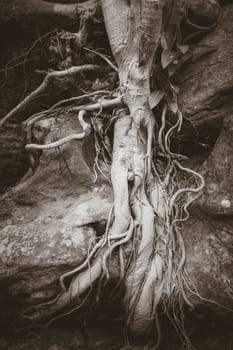 Old roots on a rock close-up view