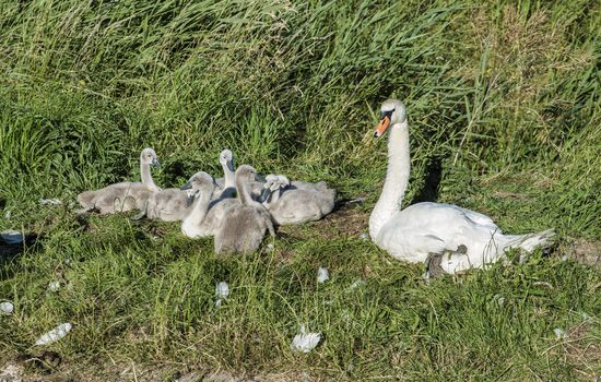 mother swan with a nest of young swan in green grass